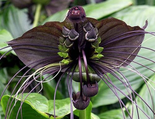Tacca chantrieri