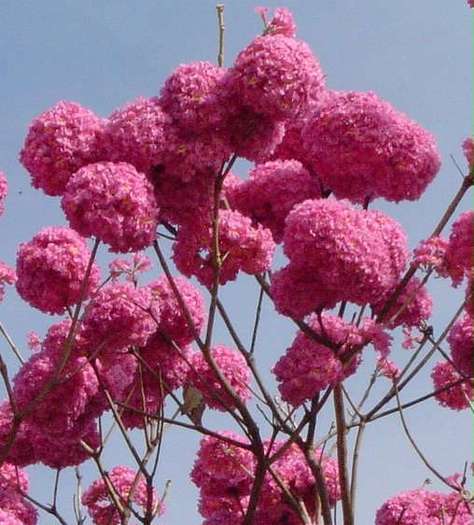 Tabebuia impetiginosa
