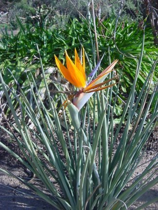 Strelitzia juncea