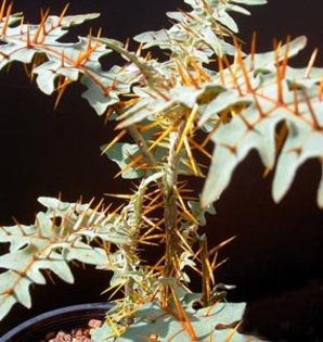 solanum_pyracanthum