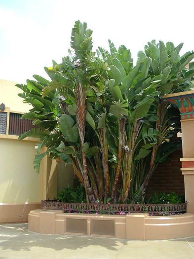 Strelitzia_nicolai