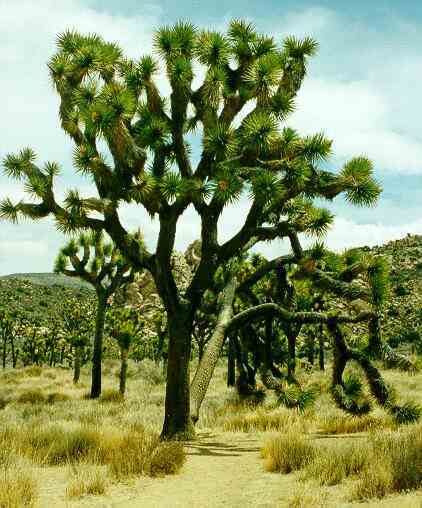 yucca- brevifolia