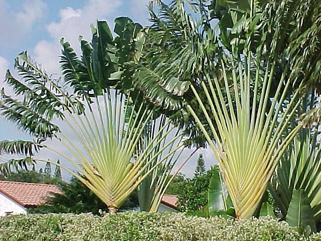 Ravenala madagascariensis