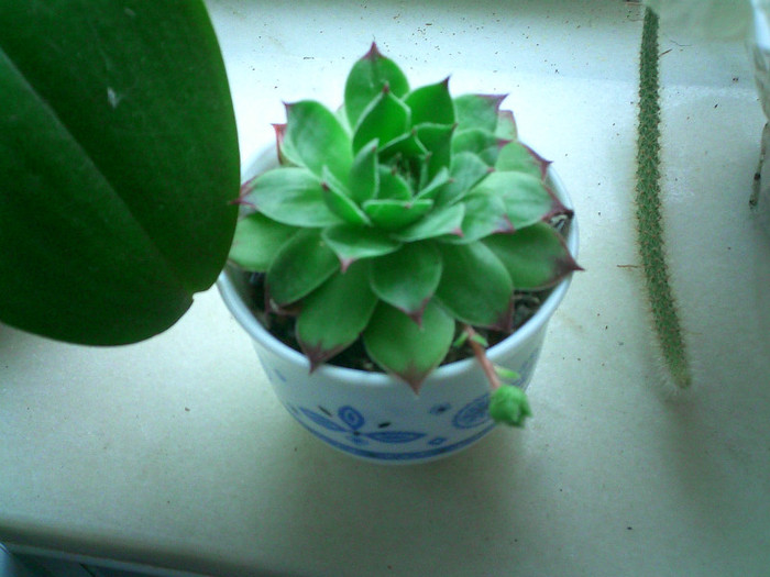 echeveria