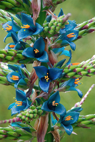 puya berteroniana