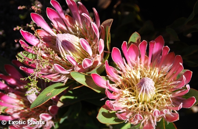 Protea_susannae