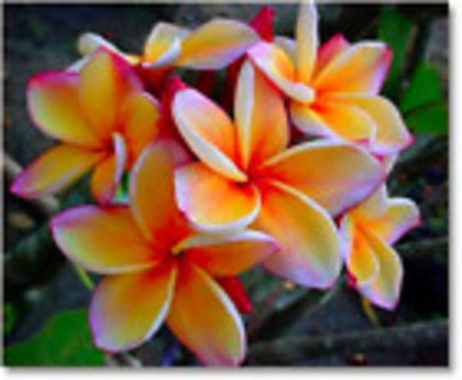 plumeria beautiful-poza net - Plumerie