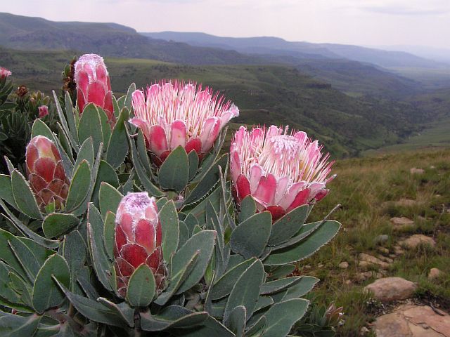 Protea subvestita