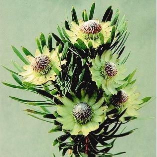Protea scolymocephala