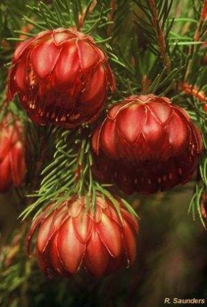 protea_nana