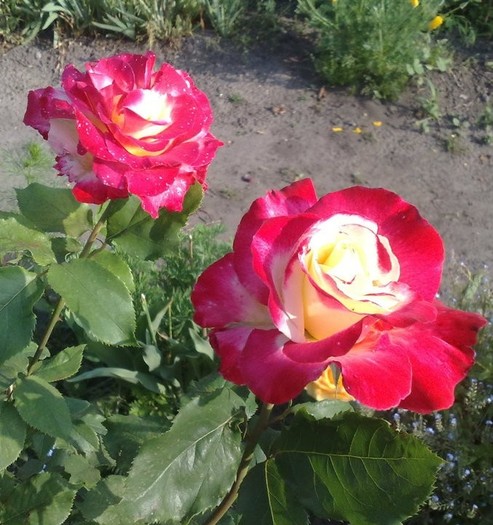 double delight_un trandafir de vis - Double Delight
