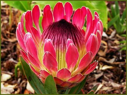 Protea eximia