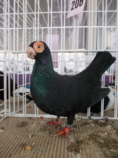 CAMPION NATIONAL BRASOV 2012 - INDIENI CAMPIONI