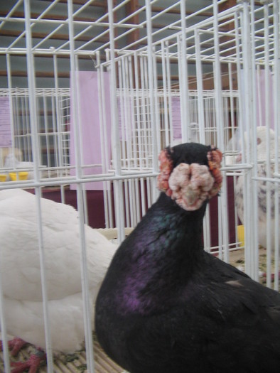 CAMPION JUD CV 21-23 IAN 2011