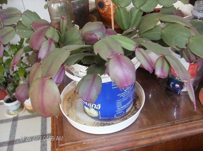 HPIM1582 - schlumbergera 2011_2012