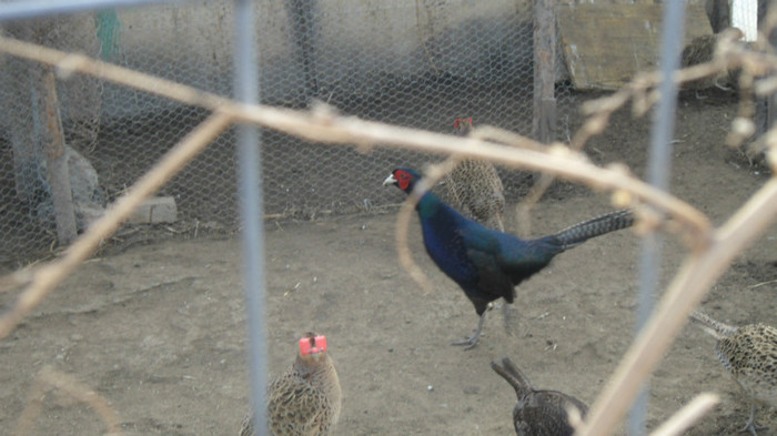 SAM_8481 - FAZANI COMUNI SI TENEBROSI