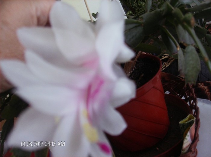 tot eu - schlumbergera 2011_2012