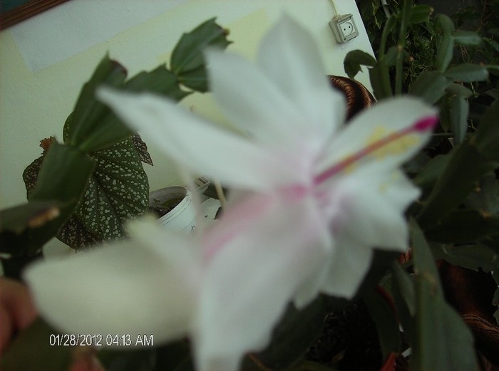 HPIM1595 - schlumbergera 2011_2012