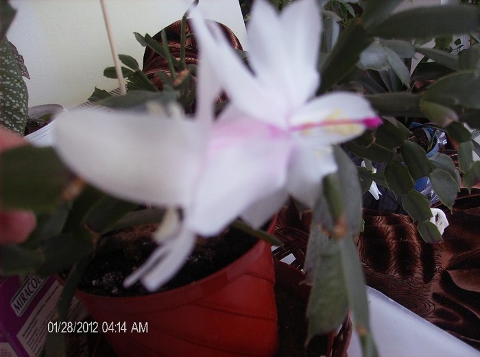 HPIM1596 - schlumbergera 2011_2012