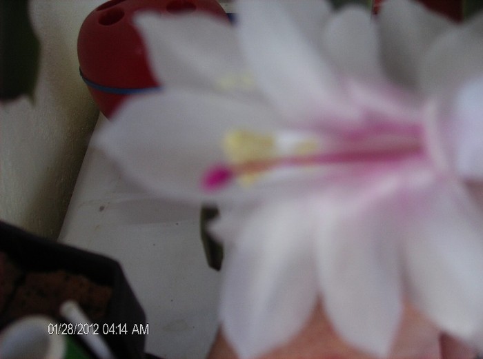 HPIM1598 - schlumbergera 2011_2012