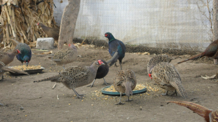 SAM_8471 - FAZANI COMUNI SI TENEBROSI