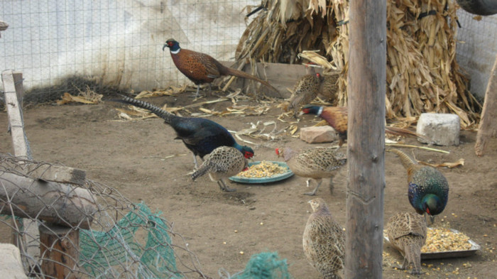 SAM_8473 - FAZANI COMUNI SI TENEBROSI