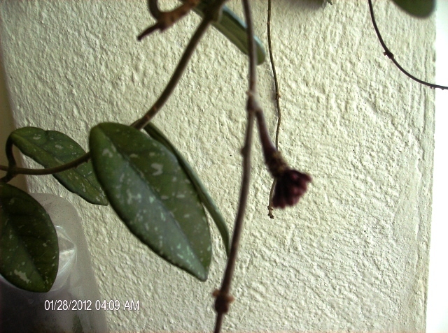 HPIM1584_640x480 - hoya carnosa 2012