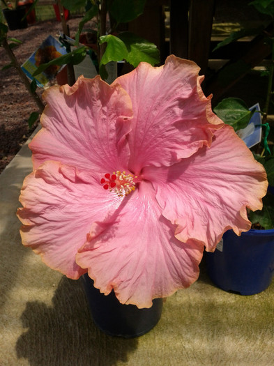 culoarea - Hibiscus 2011-2012