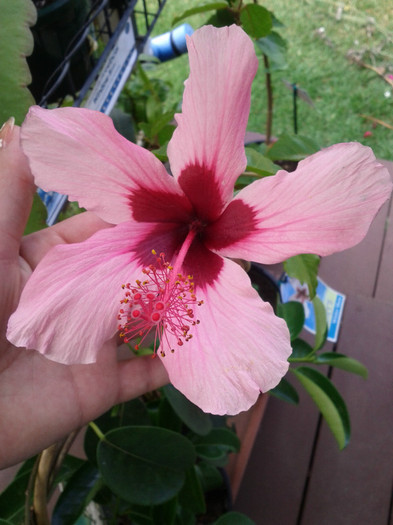  - Hibiscus 2011-2012