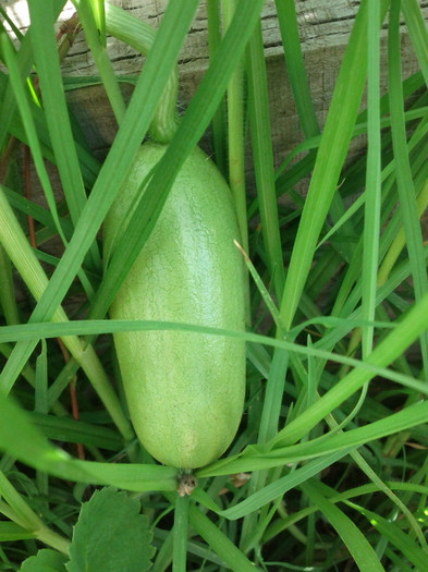 30.01.12 pepene rosu (lebenita) - Gradina de legume