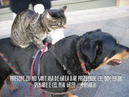 ea8be645b64b13ba058baf8ba6078048 - 3  B  ANIMALE  3