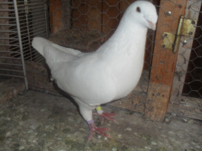 vandut - tineret 2011