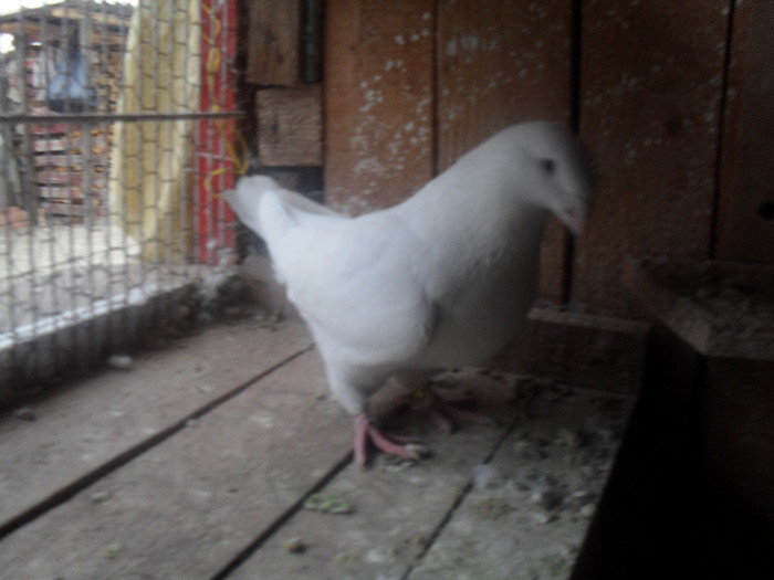 femela2011 - tineret 2011