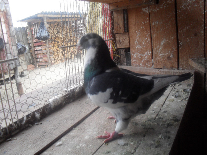 mascul 2011 - tineret 2011