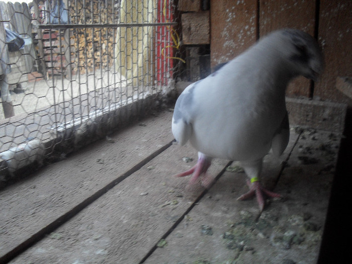 SDC12896 - tineret 2011
