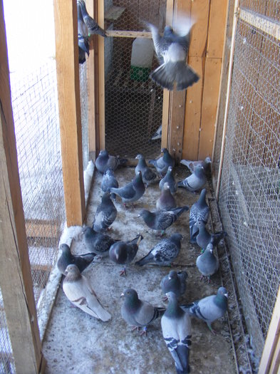 lotul de zbor pe hol