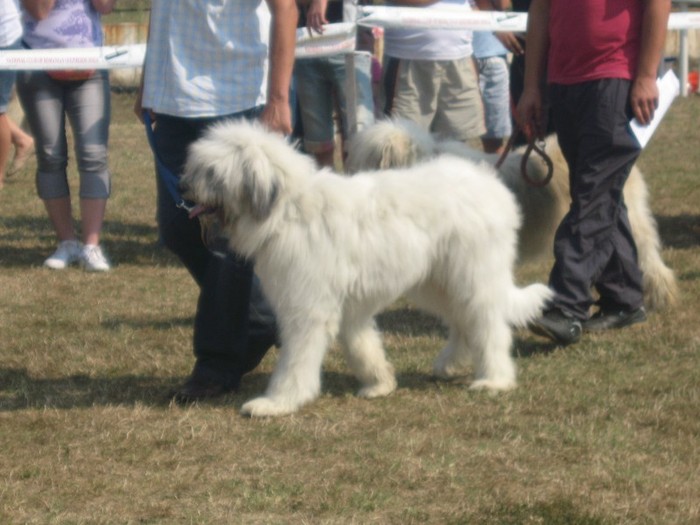 IMG_4159 - expozitia Filipestii de padure 2011