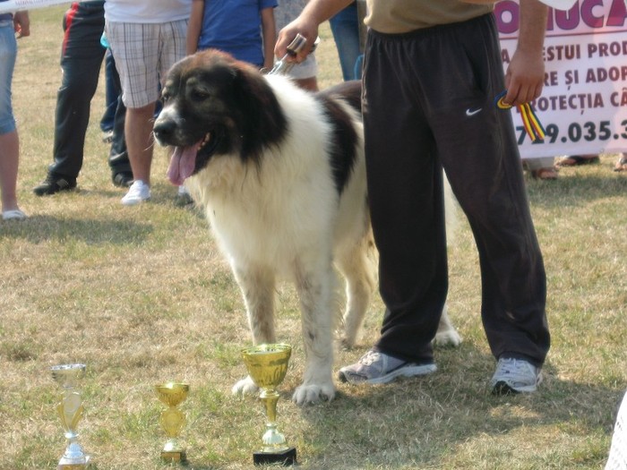 campionul - expozitia Filipestii de padure 2011