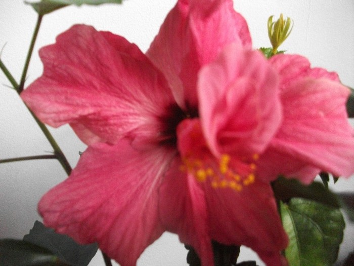 30.01.2012 - hibiscusi