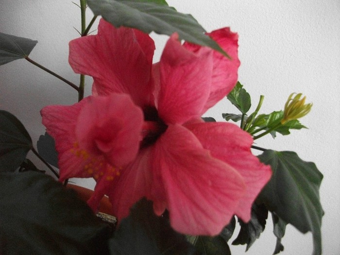poze 234 - flori ianuarie 2012