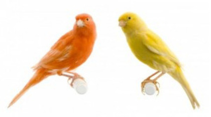 canari roller