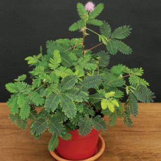 Mimosa pudica