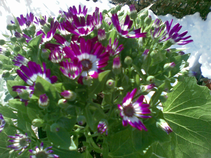 primula - plante interior-exterior