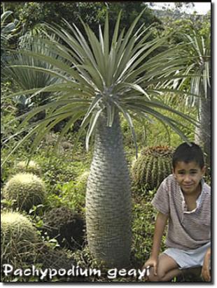 pachypodium geayi - 1-de vanzare 2019-2020- SEMINTE TROPICALE RARE