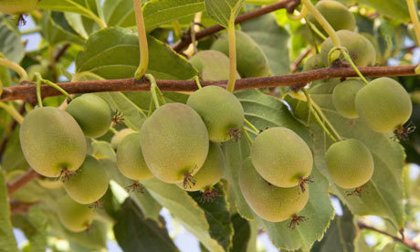 Actinidia-arguta