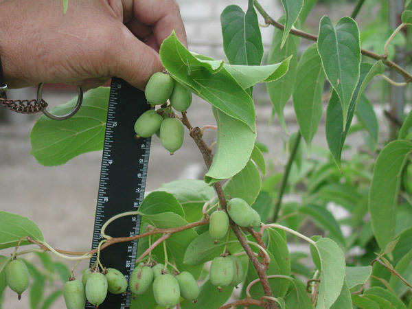 Actinidia kolomikta