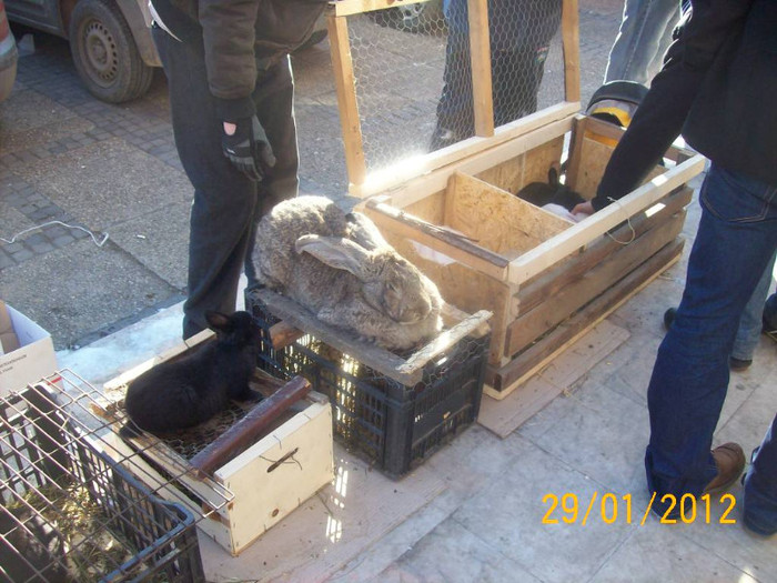 Picture 093 - EXPO SATU MARE 29 01 2012