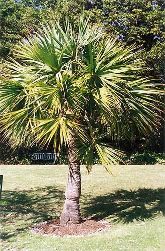 Sabal minor