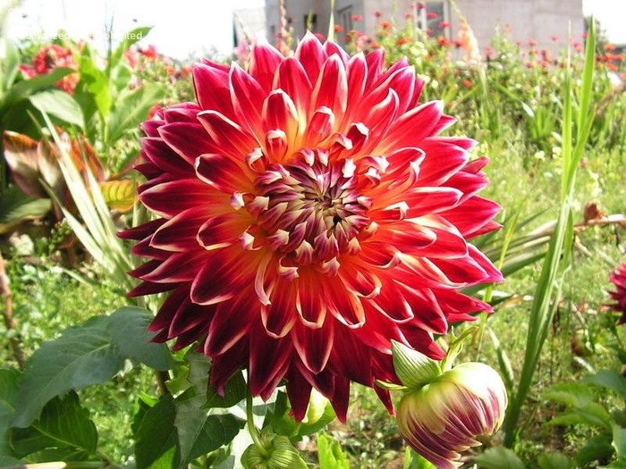 Dahlia Akita - Dalii deosebite tuberculi bulbi