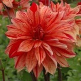 Dahlia Babylon bronze flamed